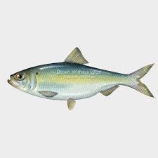 Image result for Alosa pseudoharengus