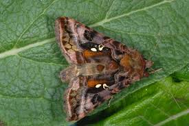 Attēlu rezultāti vaicājumam “Autographa pulchrina”