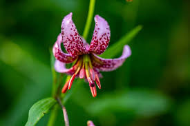 Attēlu rezultāti vaicājumam “Lilium martagon flower”