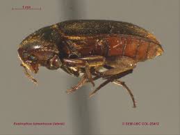 Attēlu rezultāti vaicājumam “Tetratomidae”