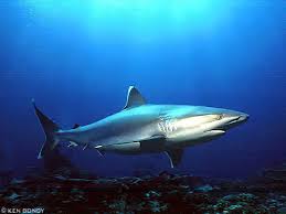 Image result for Carcharhinus albimarginatus