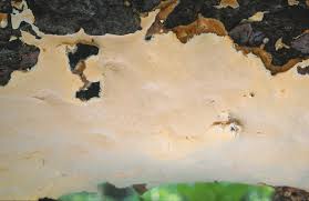 Attēlu rezultāti vaicājumam “Perenniporia subacida”