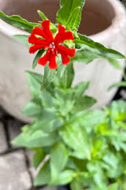 Attēlu rezultāti vaicājumam “Silene chalcedonica flower”