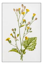 Attēlu rezultāti vaicājumam “Lapsana communis flower”