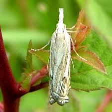 Attēlu rezultāti vaicājumam “Crambus silvella”