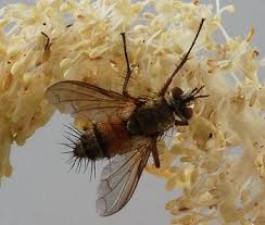 Attēlu rezultāti vaicājumam “Tachinidae”