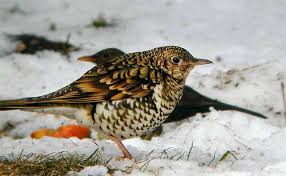 Image result for Zoothera dauma