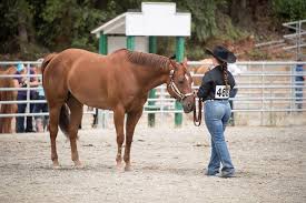 Image result for Woodhill Riding Club