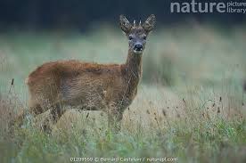 Attēlu rezultāti vaicājumam “Capreolus capreolus”