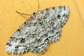 Attēlu rezultāti vaicājumam “Ectropis crepuscularia”