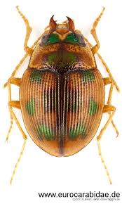 Attēlu rezultāti vaicājumam “Omophron limbatum”