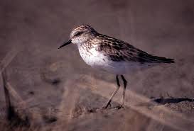 Image result for Calidris pusilla