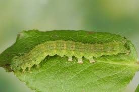 Attēlu rezultāti vaicājumam “Hypena crassalis”