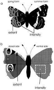Attēlu rezultāti vaicājumam “Araschnia levana underside”