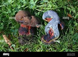 Attēlu rezultāti vaicājumam “Sutorius luridiformis”