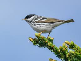 Image result for Dendroica striata