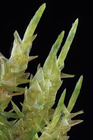 Attēlu rezultāti vaicājumam “Calliergon cordifolium”