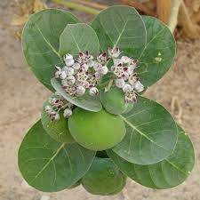 Attēlu rezultāti vaicājumam “Arenaria procera leaf”