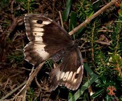 Attēlu rezultāti vaicājumam “Hipparchia alcyone”