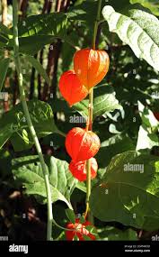 Attēlu rezultāti vaicājumam “Physalis alkekengi leaf”