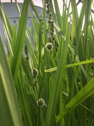 Attēlu rezultāti vaicājumam “Sparganium erectum aggr. leaf”