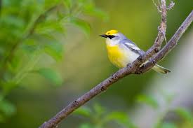 Image result for Vermivora chrysoptera