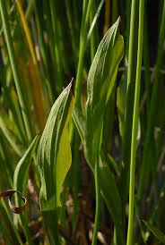 Attēlu rezultāti vaicājumam “Alisma lanceolatum”