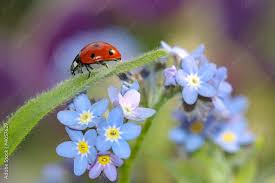 Image result for Vergissmeinnicht