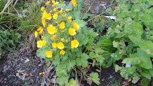 Attēlu rezultāti vaicājumam “Ranunculus lanuginosus flower”