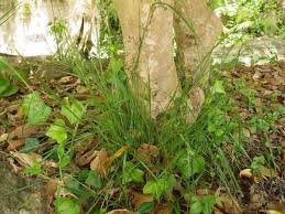 Attēlu rezultāti vaicājumam “Brachypodium sylvaticum”