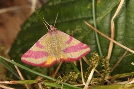 Attēlu rezultāti vaicājumam “Lythria cruentaria”