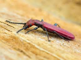 Attēlu rezultāti vaicājumam “Cucujus cinnaberinus”