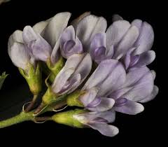 Attēlu rezultāti vaicājumam “Medicago sativa subsp. sativa”