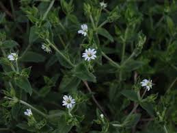 Attēlu rezultāti vaicājumam “Stellaria crassifolia leaf”