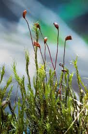 Attēlu rezultāti vaicājumam “Dicranella staphylina cells”