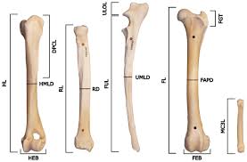 Attēlu rezultāti vaicājumam “Lycogala convexum sessile”