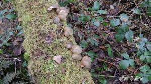 Attēlu rezultāti vaicājumam “Panellus serotinus”