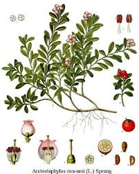 Attēlu rezultāti vaicājumam “Arctostaphylos uva-ursi leaf”