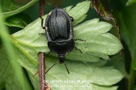 Attēlu rezultāti vaicājumam “Phosphuga atrata”