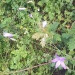 Attēlu rezultāti vaicājumam “Campanula patula fruit”