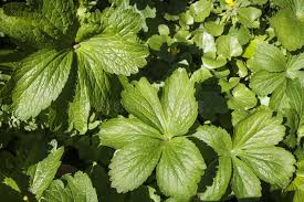Attēlu rezultāti vaicājumam “Geranium sylvaticum leaf”