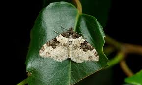 Attēlu rezultāti vaicājumam “Xanthorhoe fluctuata”