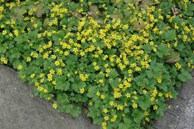 Attēlu rezultāti vaicājumam “Waldsteinia geoides”