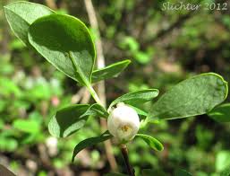 Attēlu rezultāti vaicājumam “Vaccinium uliginosum bud”