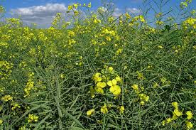 Attēlu rezultāti vaicājumam “Brassica napus”