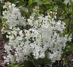 Attēlu rezultāti vaicājumam “Syringa reticulata subsp. amurensis”