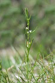Attēlu rezultāti vaicājumam “Thesium alpinum”