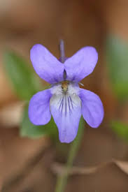Attēlu rezultāti vaicājumam “Viola reichenbachiana”