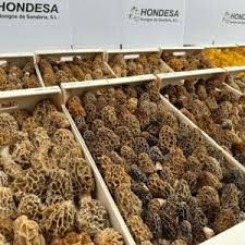 Attēlu rezultāti vaicājumam “Cratarellus cornucopioides”