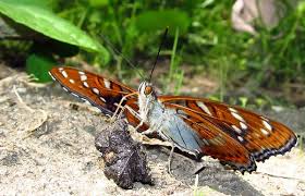 Attēlu rezultāti vaicājumam “Limenitis populi upperside”